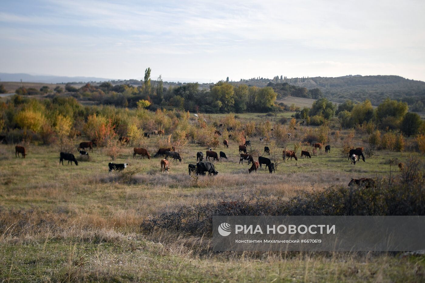 Лошади в Белогорском районе Крыма