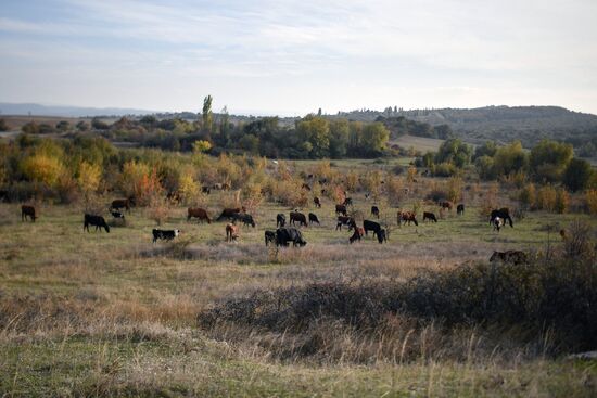 Лошади в Белогорском районе Крыма