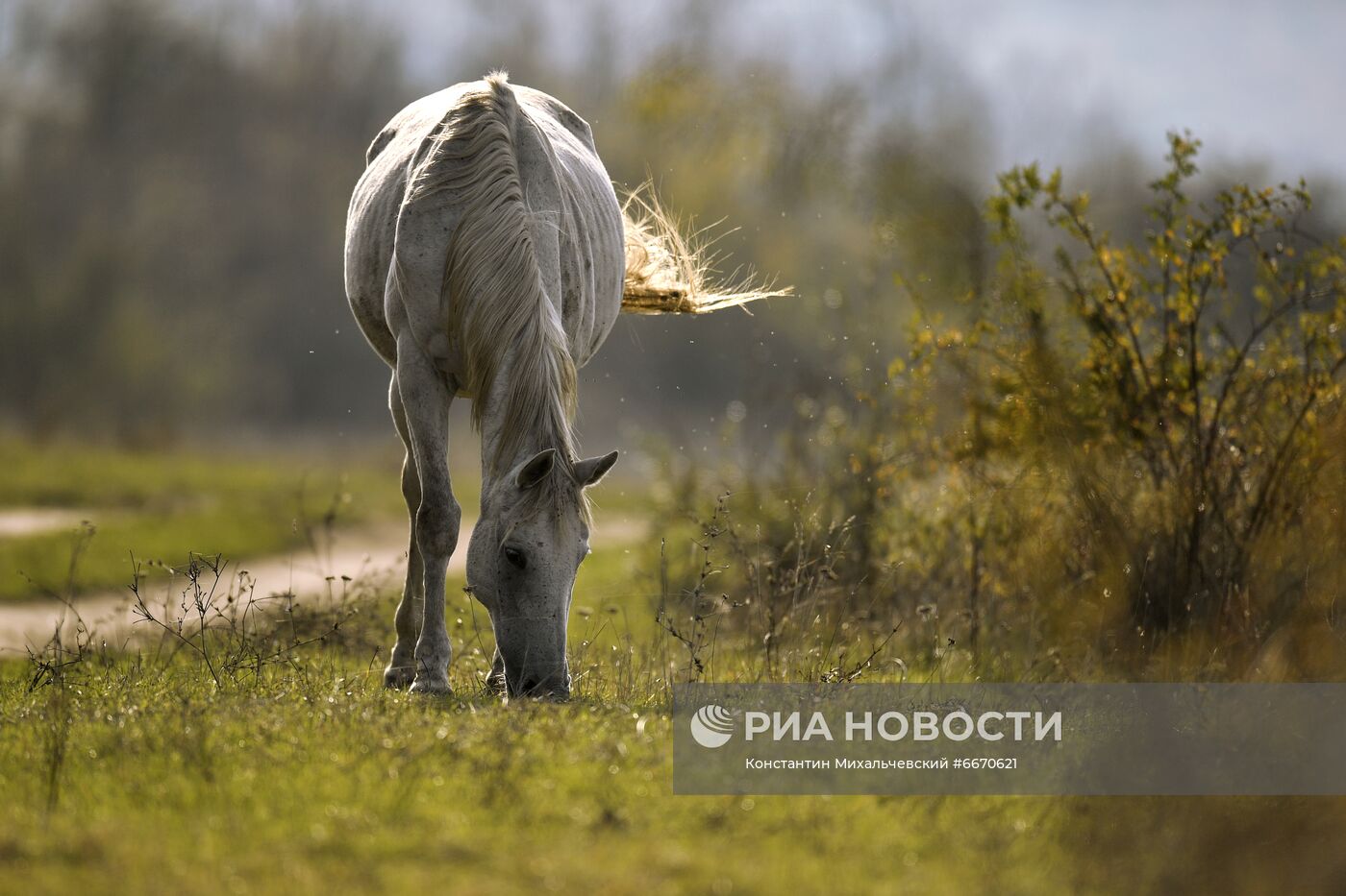 Лошади в Белогорском районе Крыма