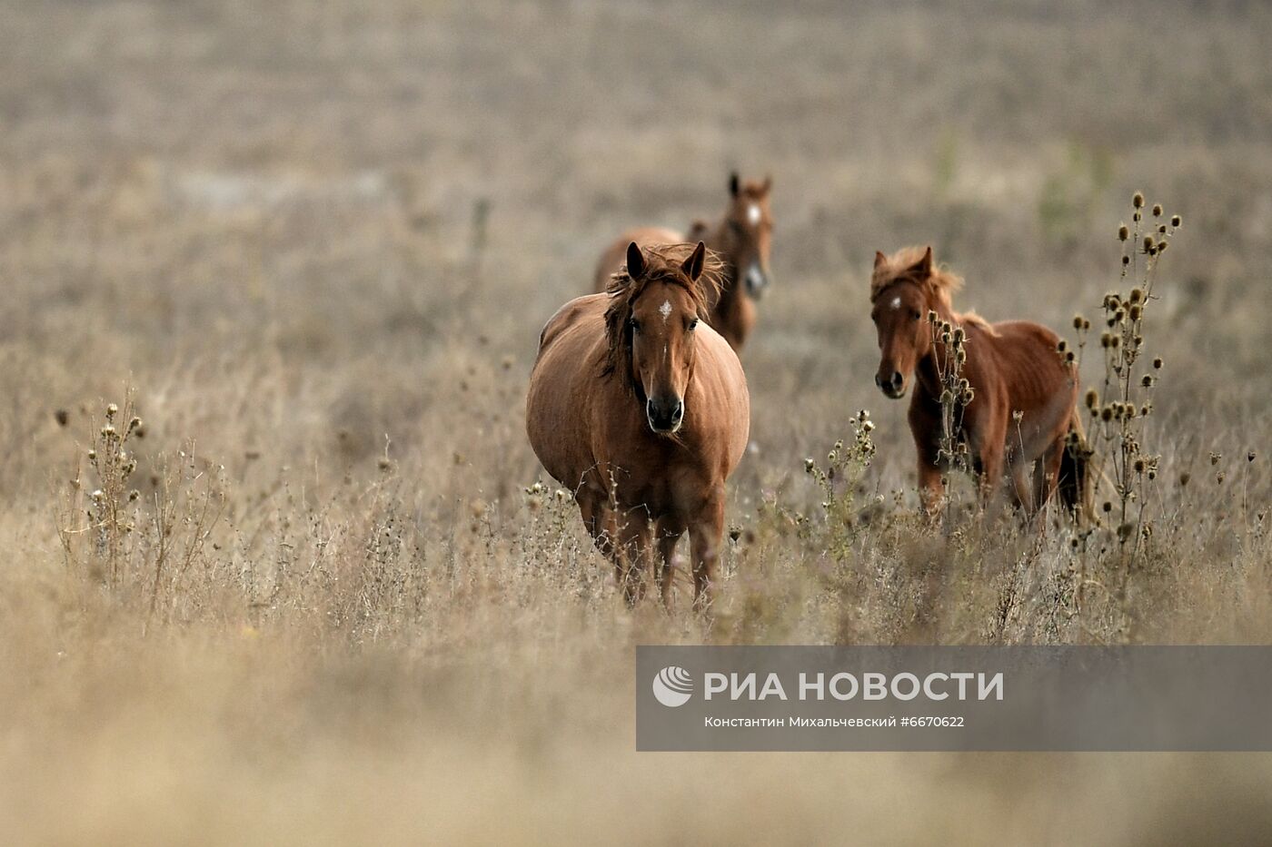 Лошади в Белогорском районе Крыма