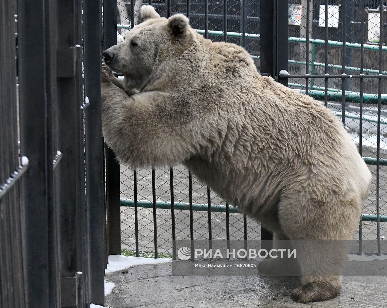 Животные перед зимней спячкой в парке "Роев Ручей" в Красноярске