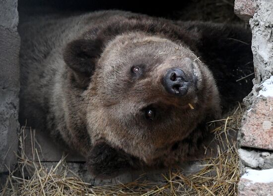 Животные перед зимней спячкой в парке "Роев Ручей" в Красноярске