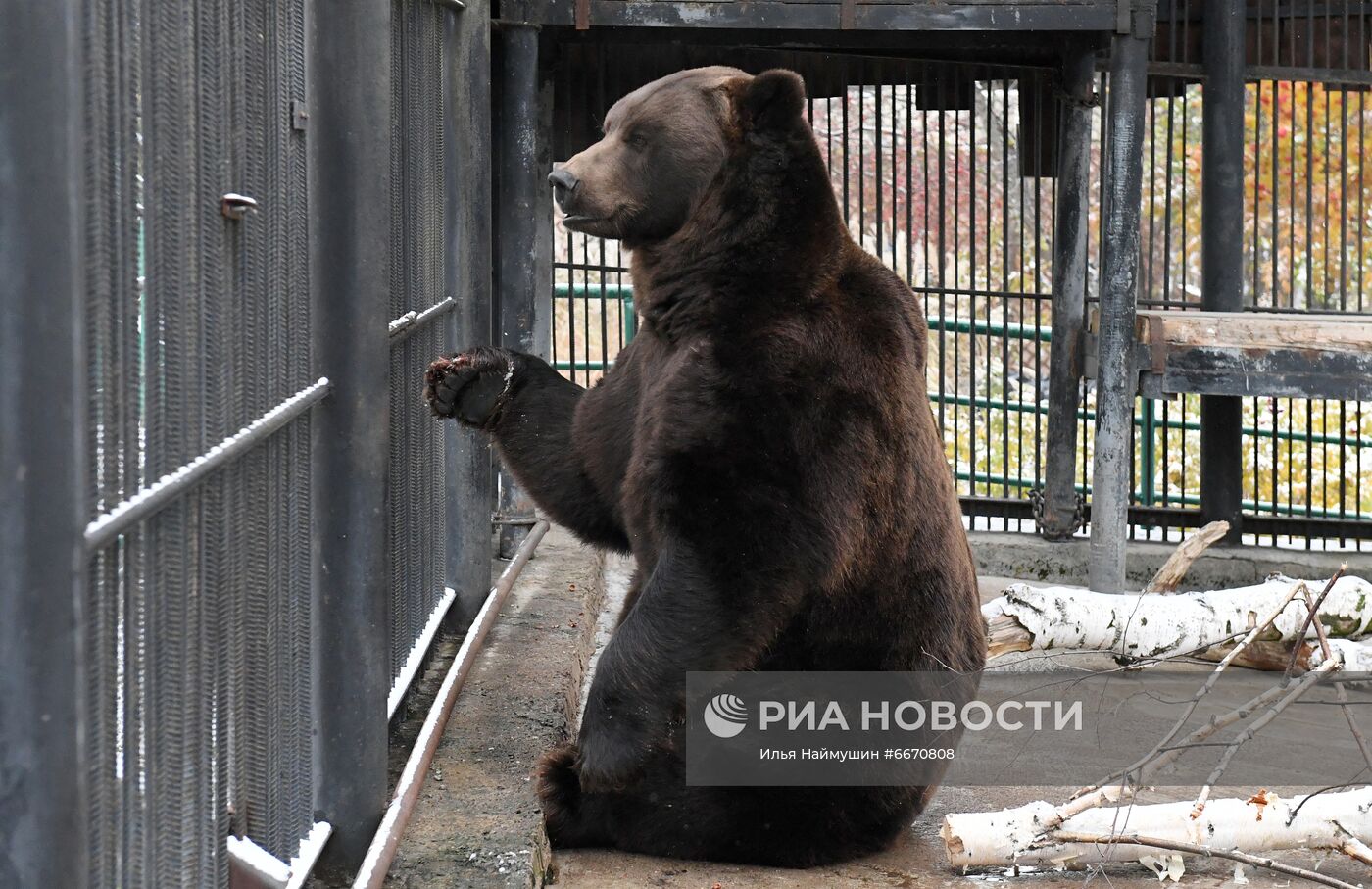 Животные перед зимней спячкой в парке "Роев Ручей" в Красноярске