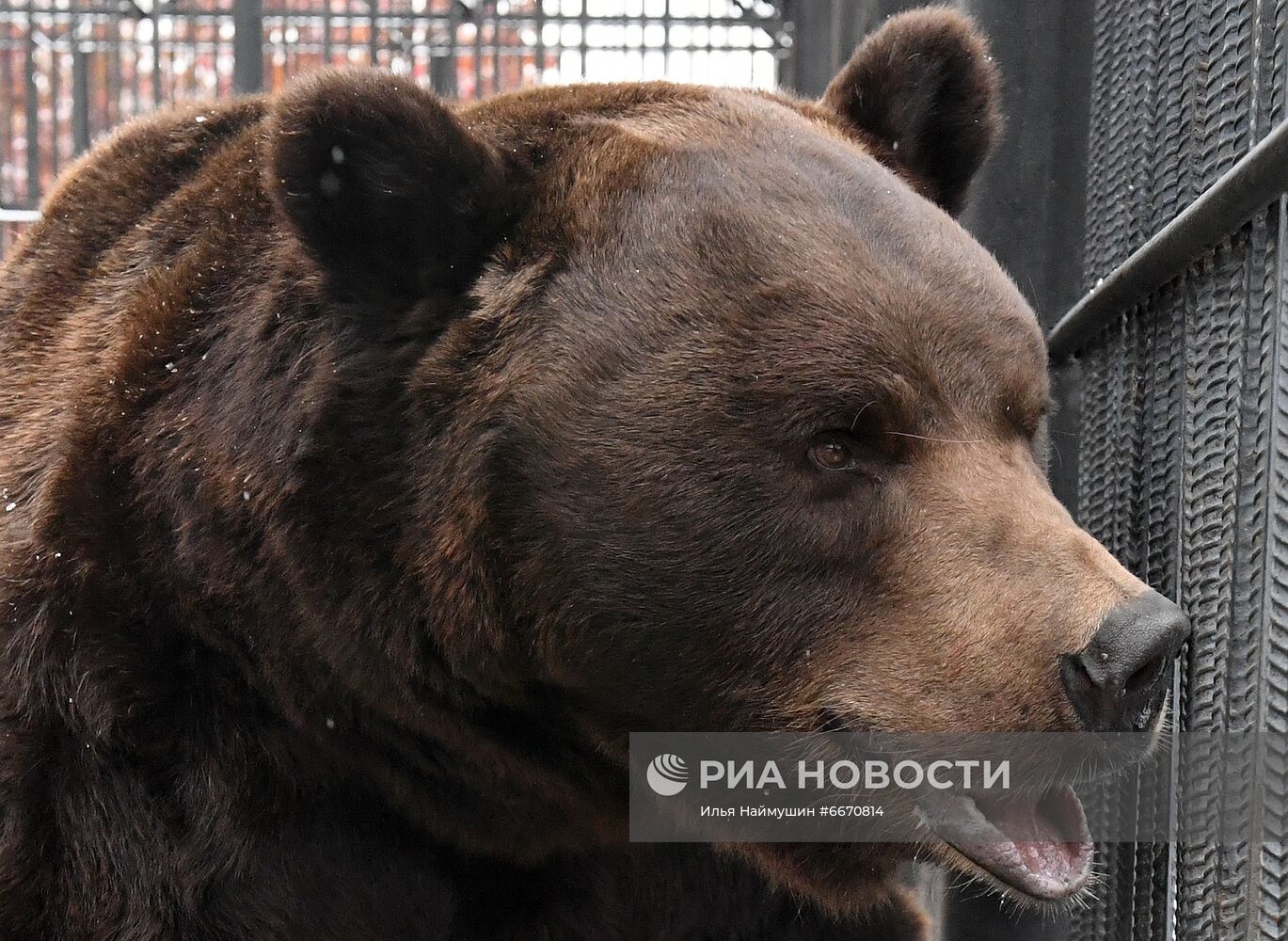 Животные перед зимней спячкой в парке "Роев Ручей" в Красноярске