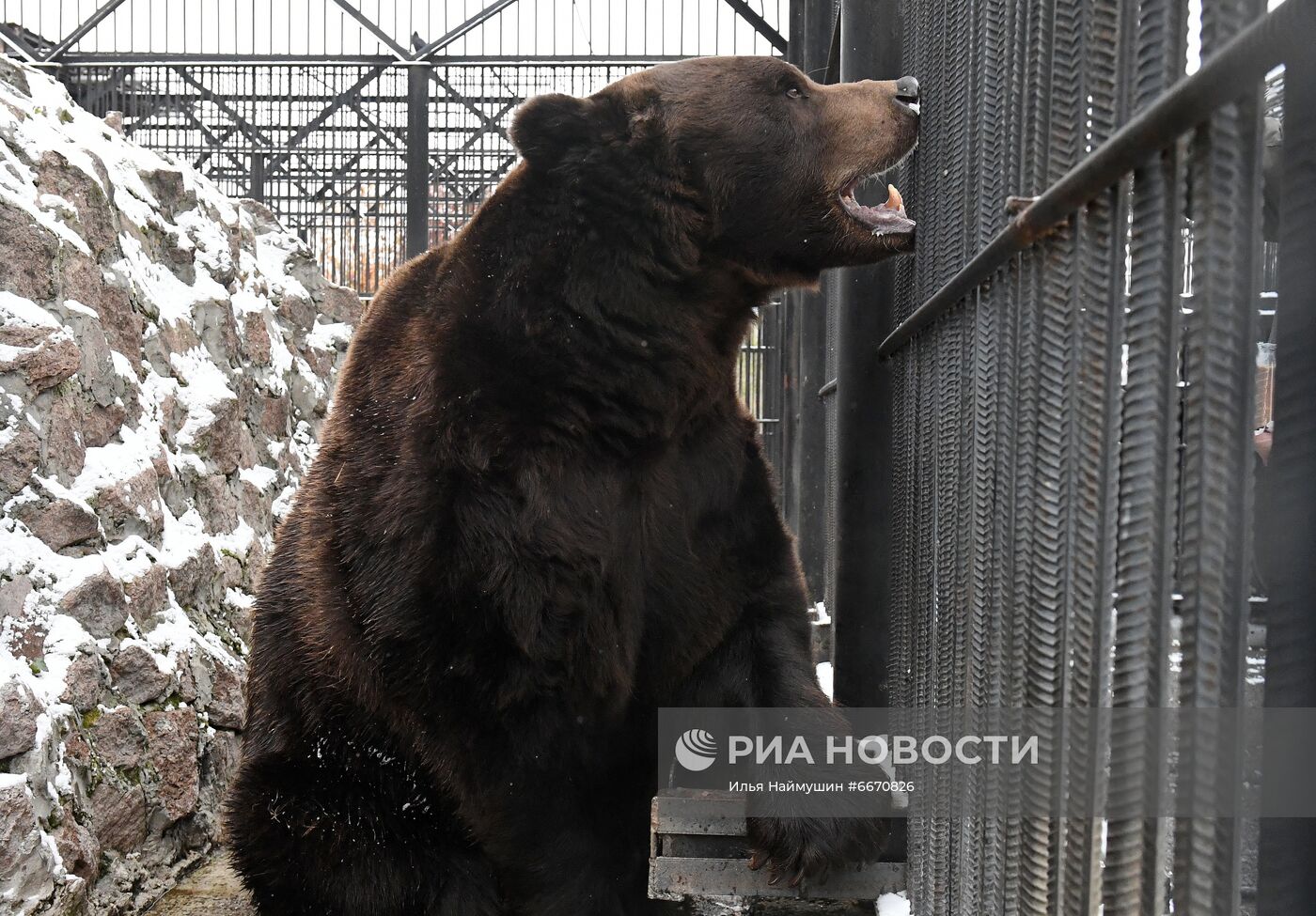 Животные перед зимней спячкой в парке "Роев Ручей" в Красноярске