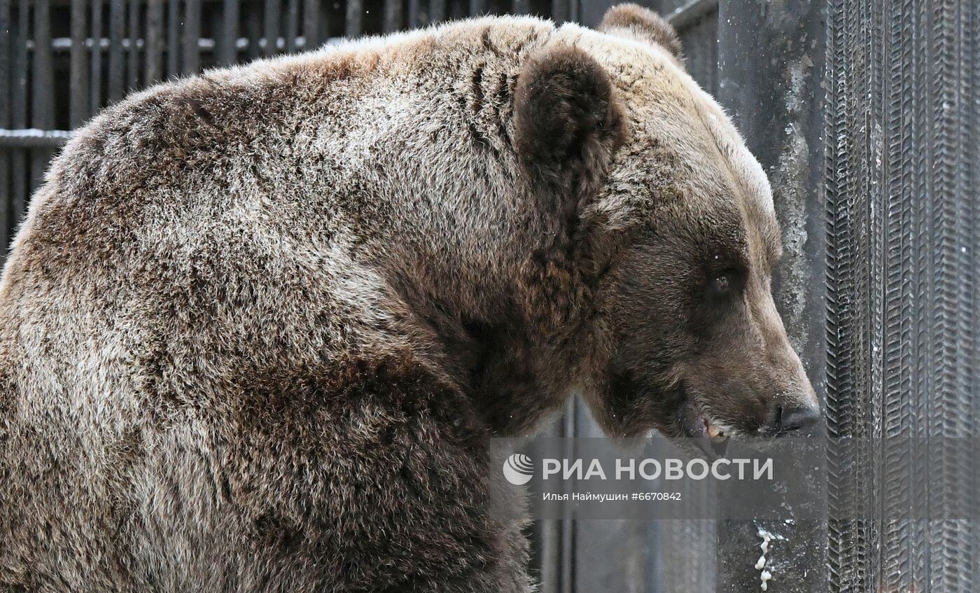 Животные перед зимней спячкой в парке "Роев Ручей" в Красноярске