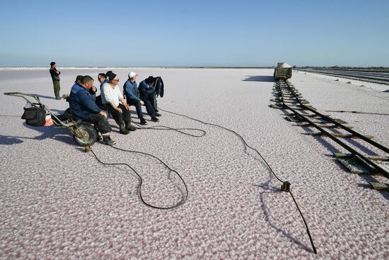 Добыча розовой соли на озере Сасык-Сиваш в Крыму