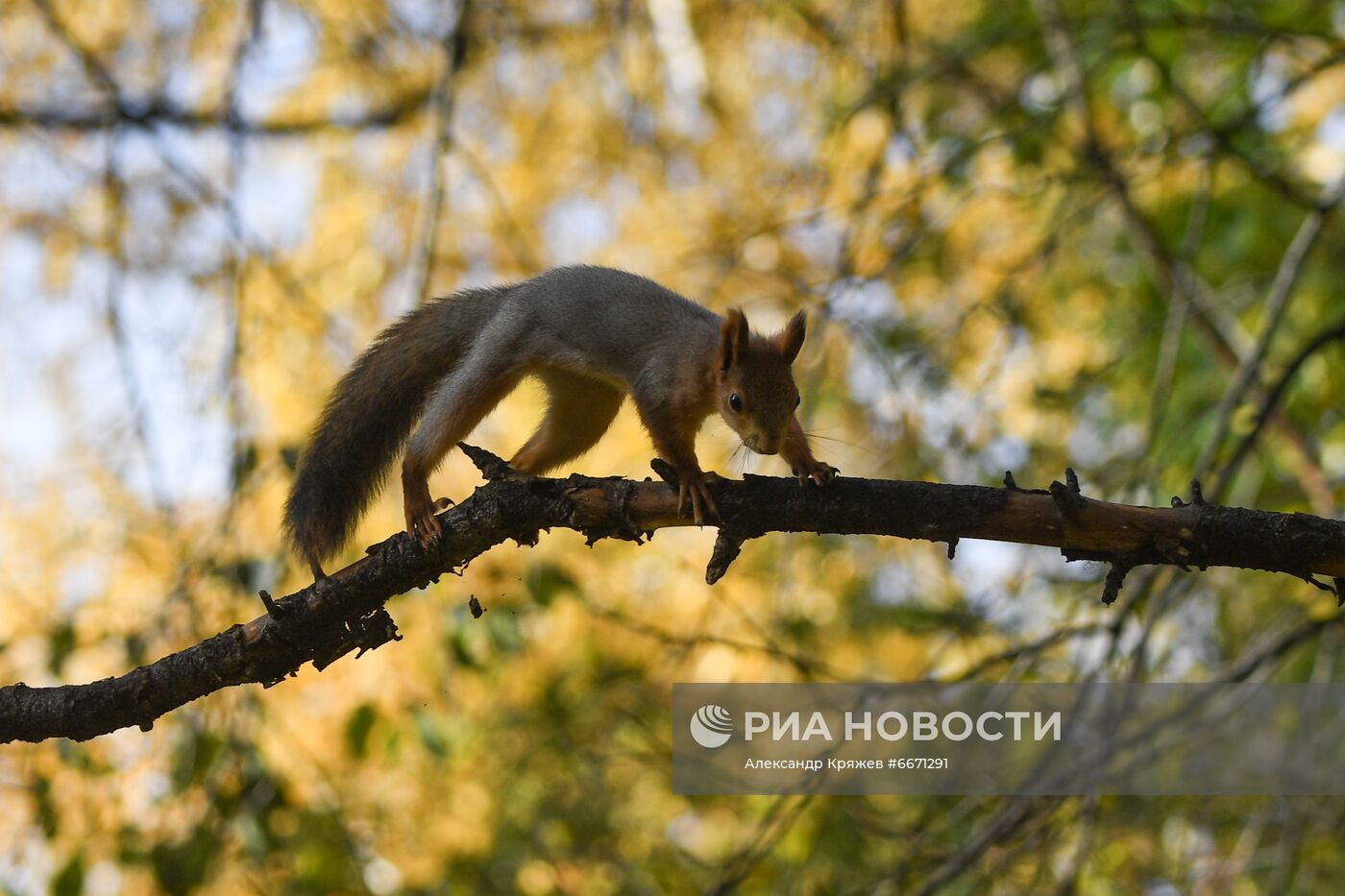 Осень в Новосибирске