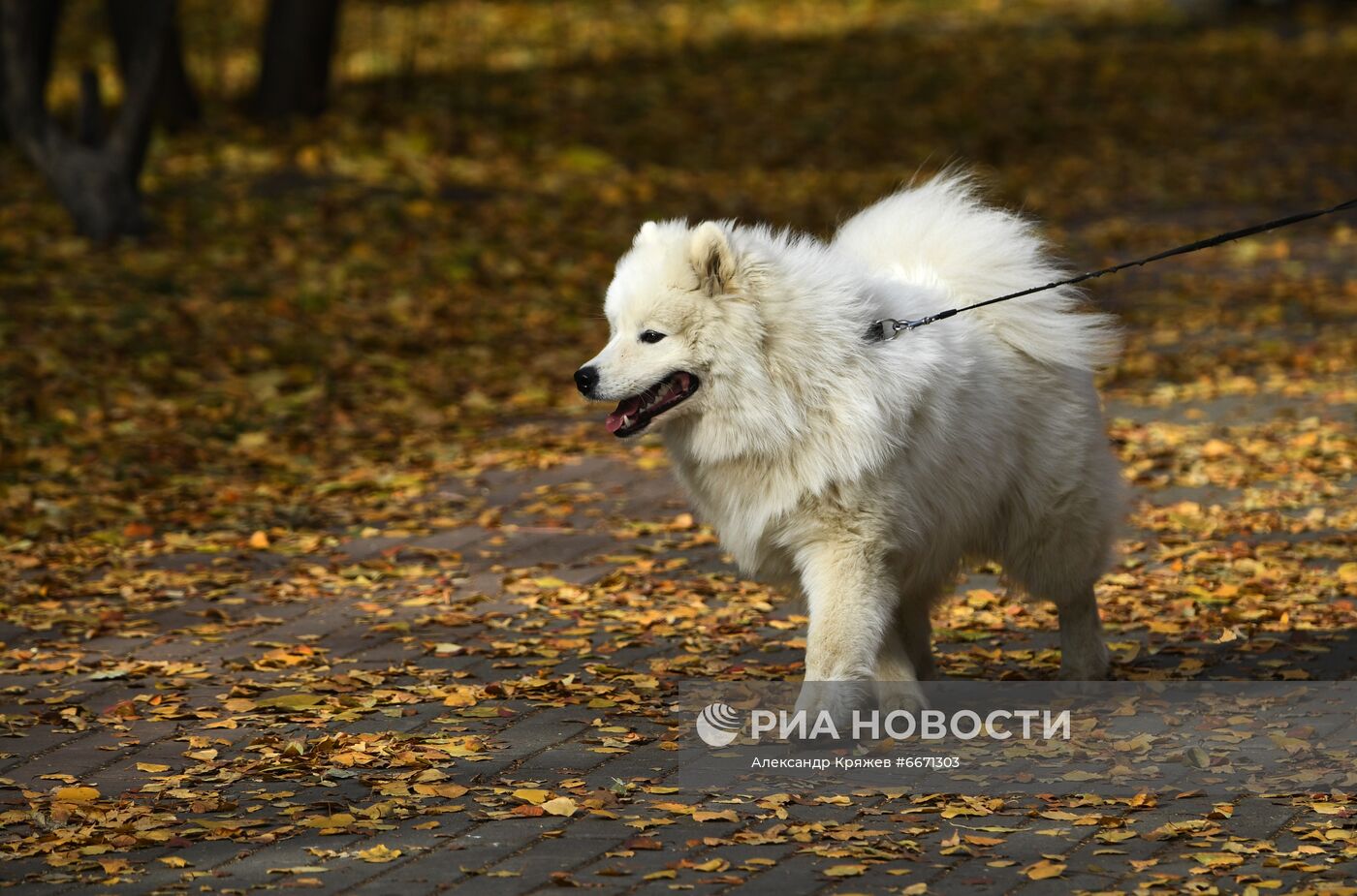 Осень в Новосибирске