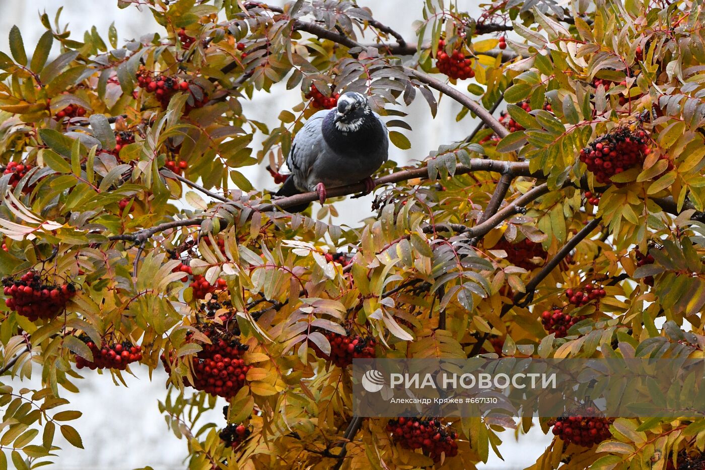 Осень в Новосибирске