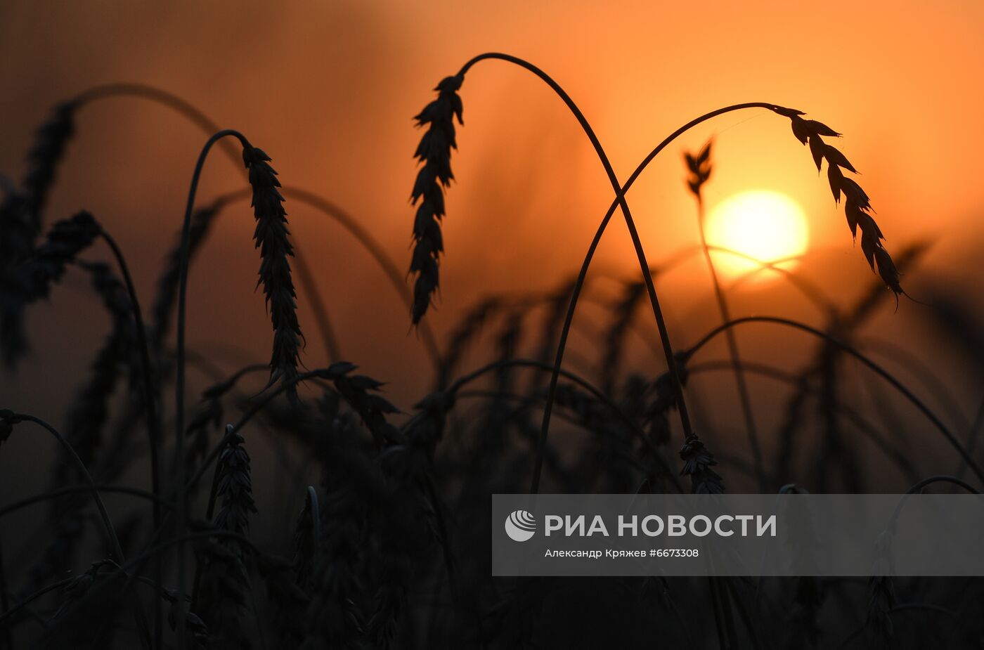 Сбор урожая в Новосибирской области