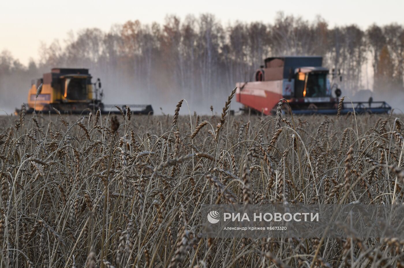 Сбор урожая в Новосибирской области