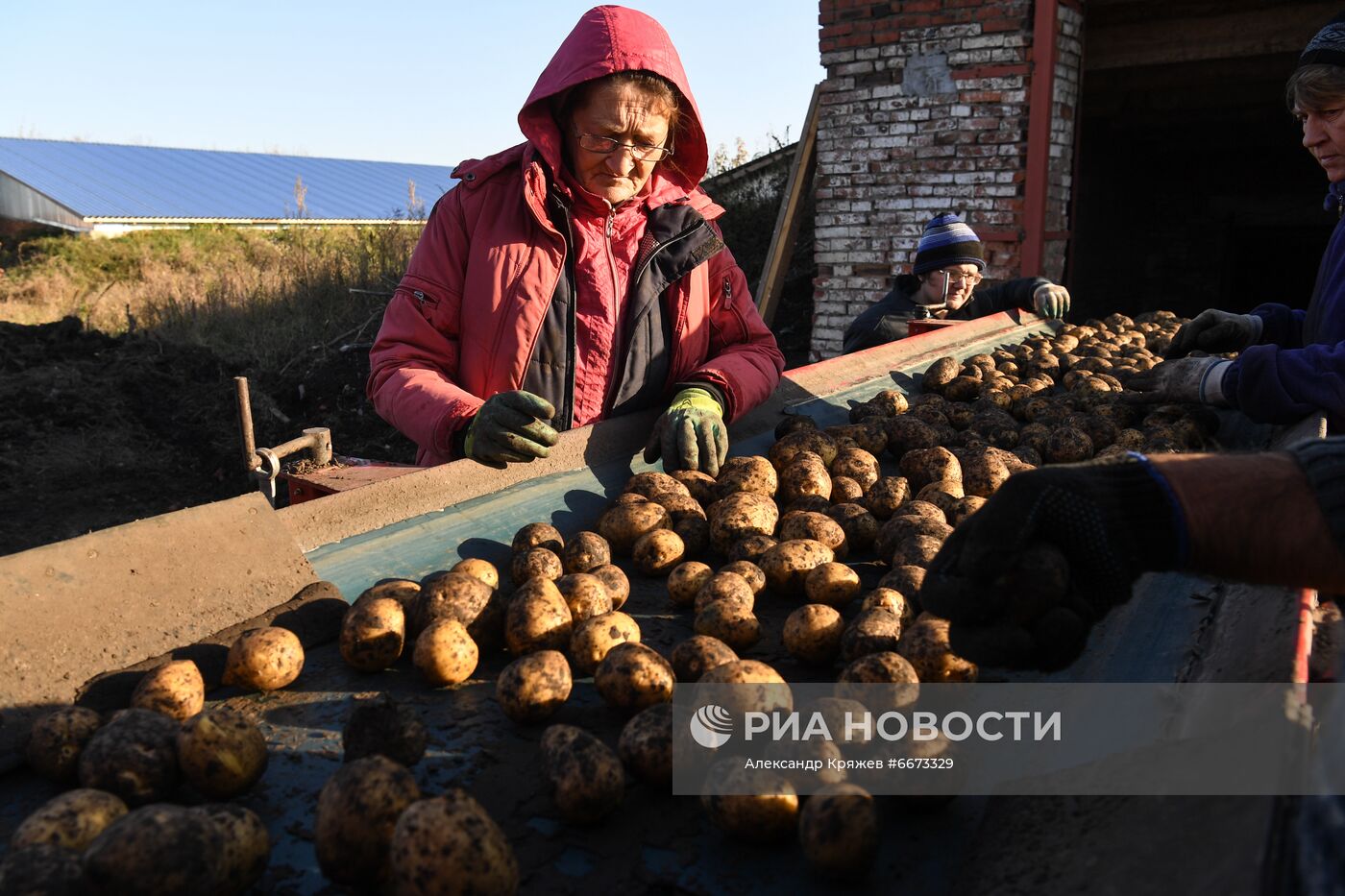 Сбор урожая в Новосибирской области