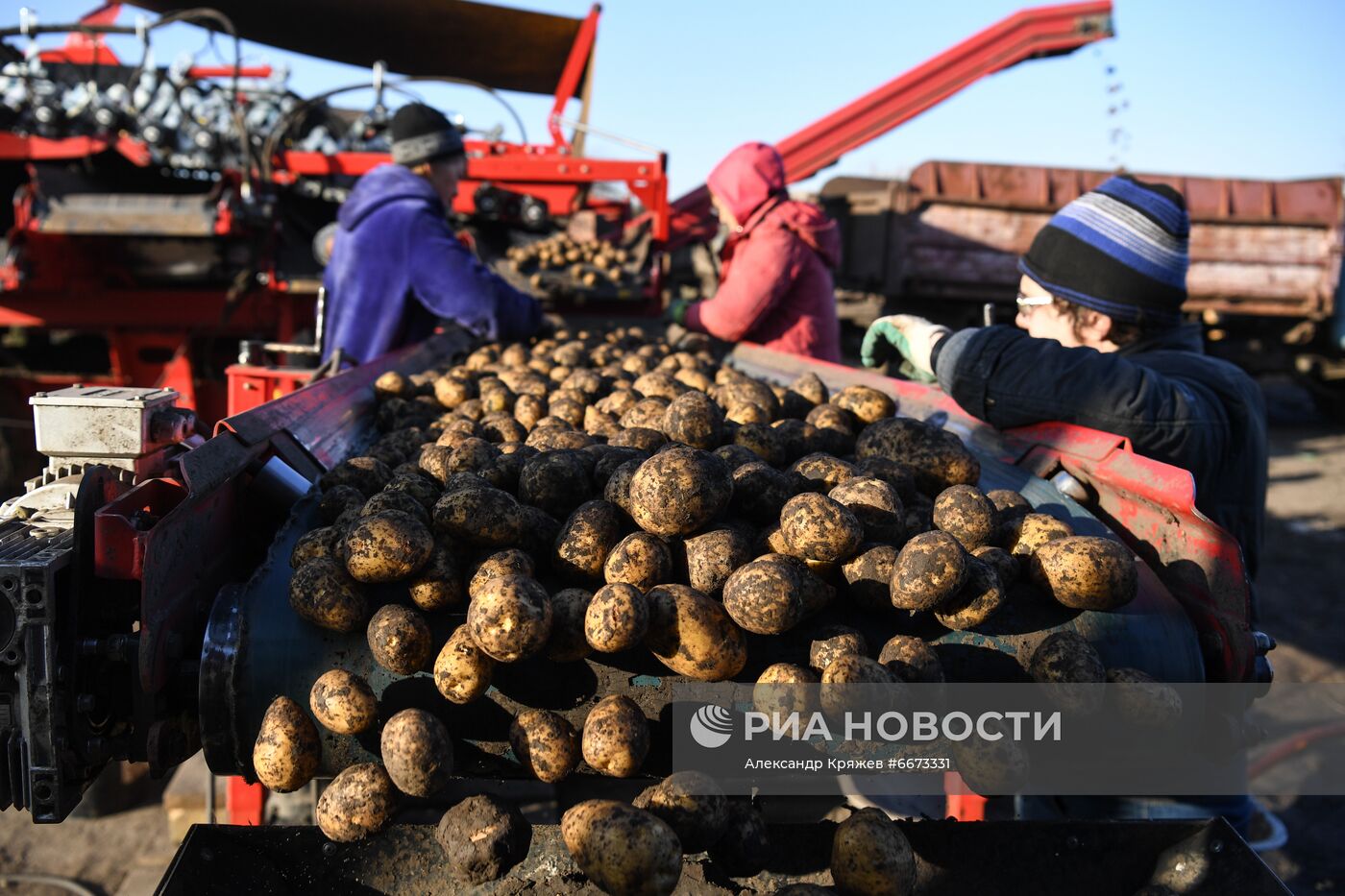 Сбор урожая в Новосибирской области