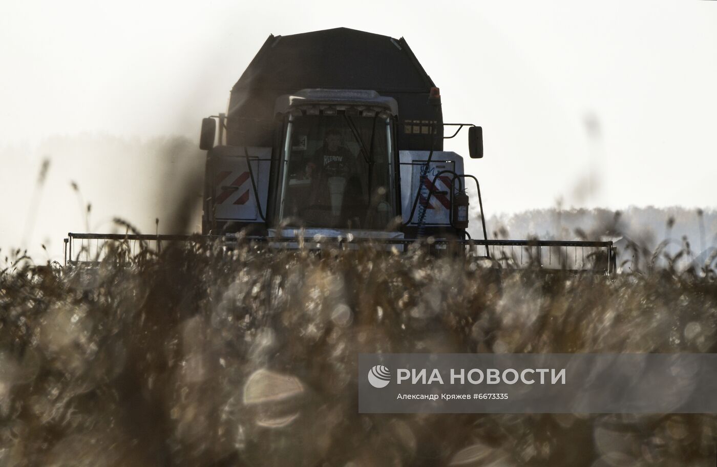 Сбор урожая в Новосибирской области