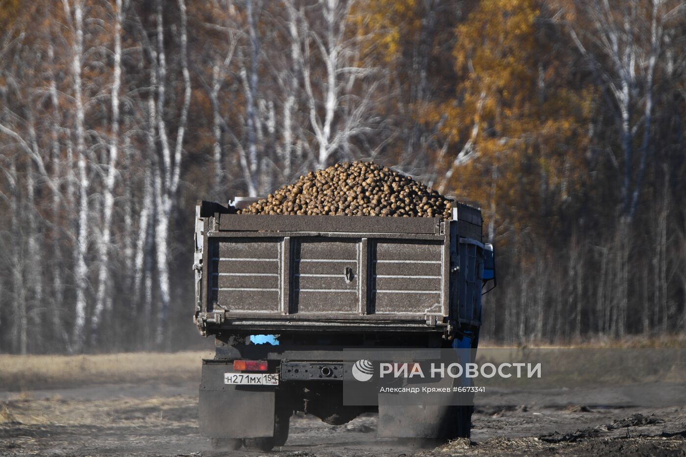 Сбор урожая в Новосибирской области