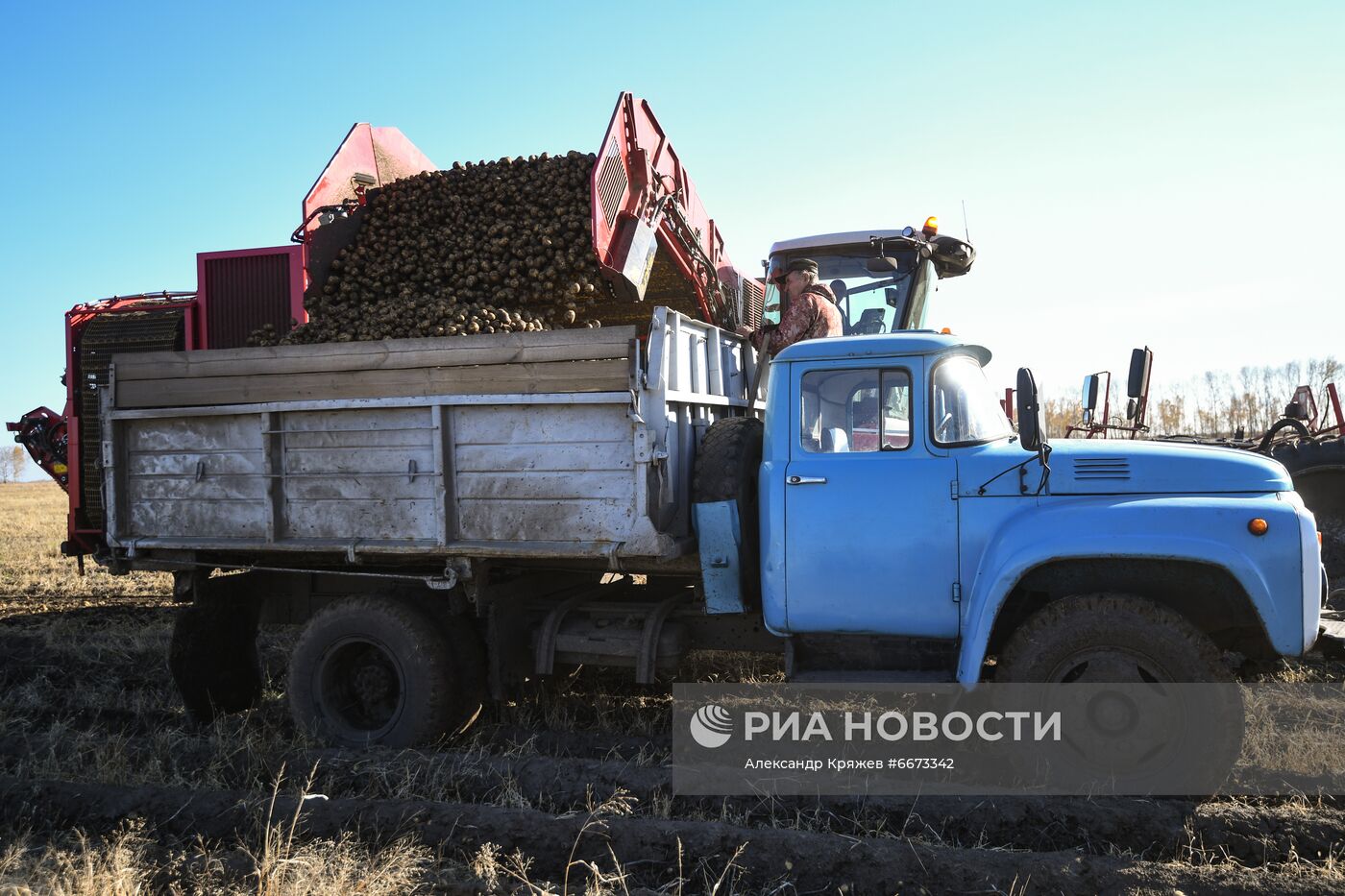 Сбор урожая в Новосибирской области