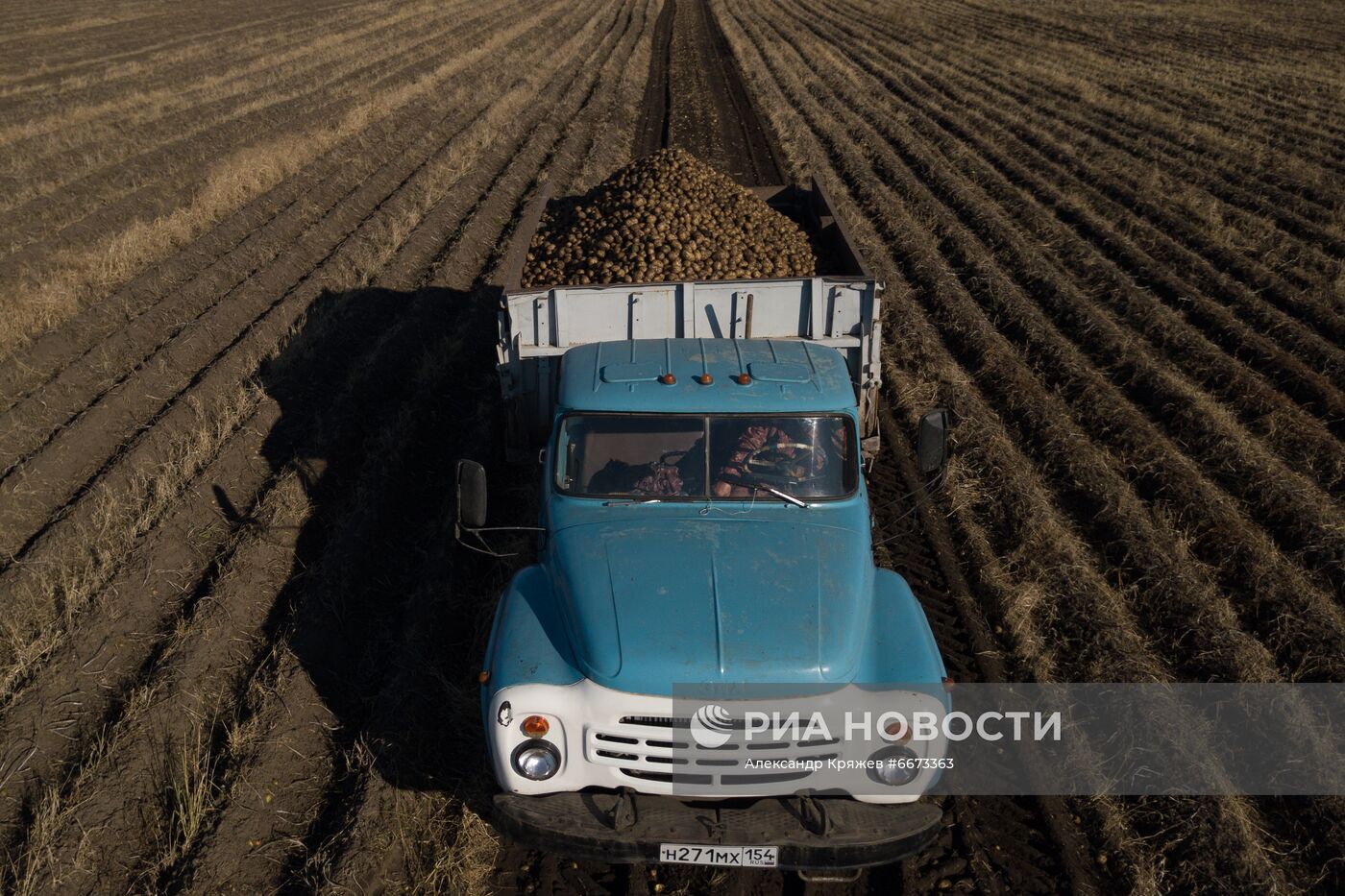 Сбор урожая в Новосибирской области