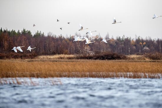Осень в Национальном парке "Водлозерский"