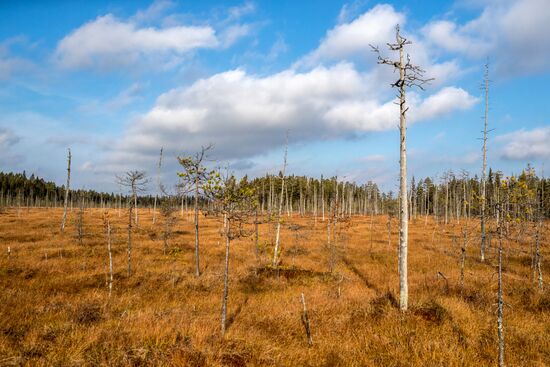 Осень в Национальном парке "Водлозерский"