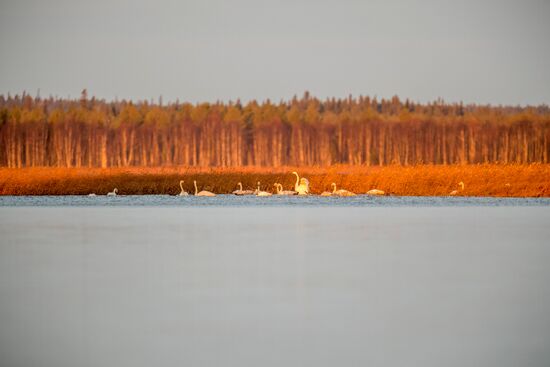 Осень в Национальном парке "Водлозерский"