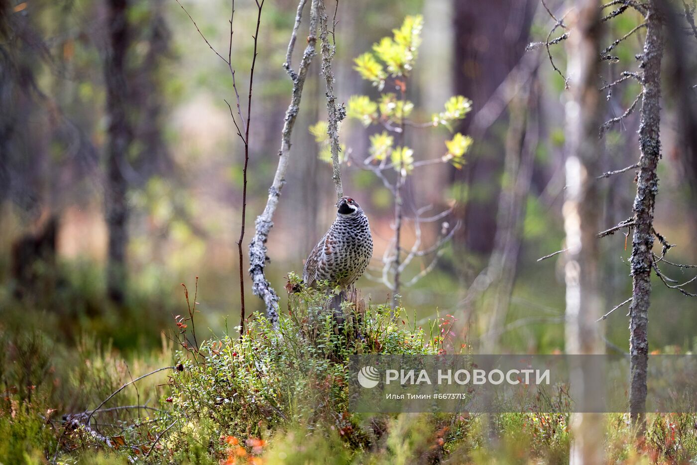 Осень в Национальном парке "Водлозерский"