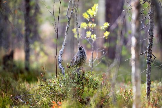 Осень в Национальном парке "Водлозерский"