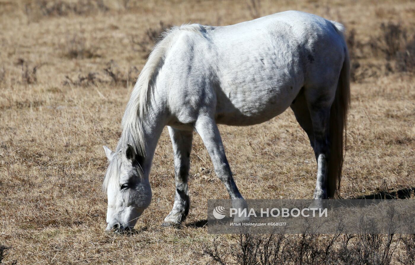 Ландшафты среднегорья на западе Тувы