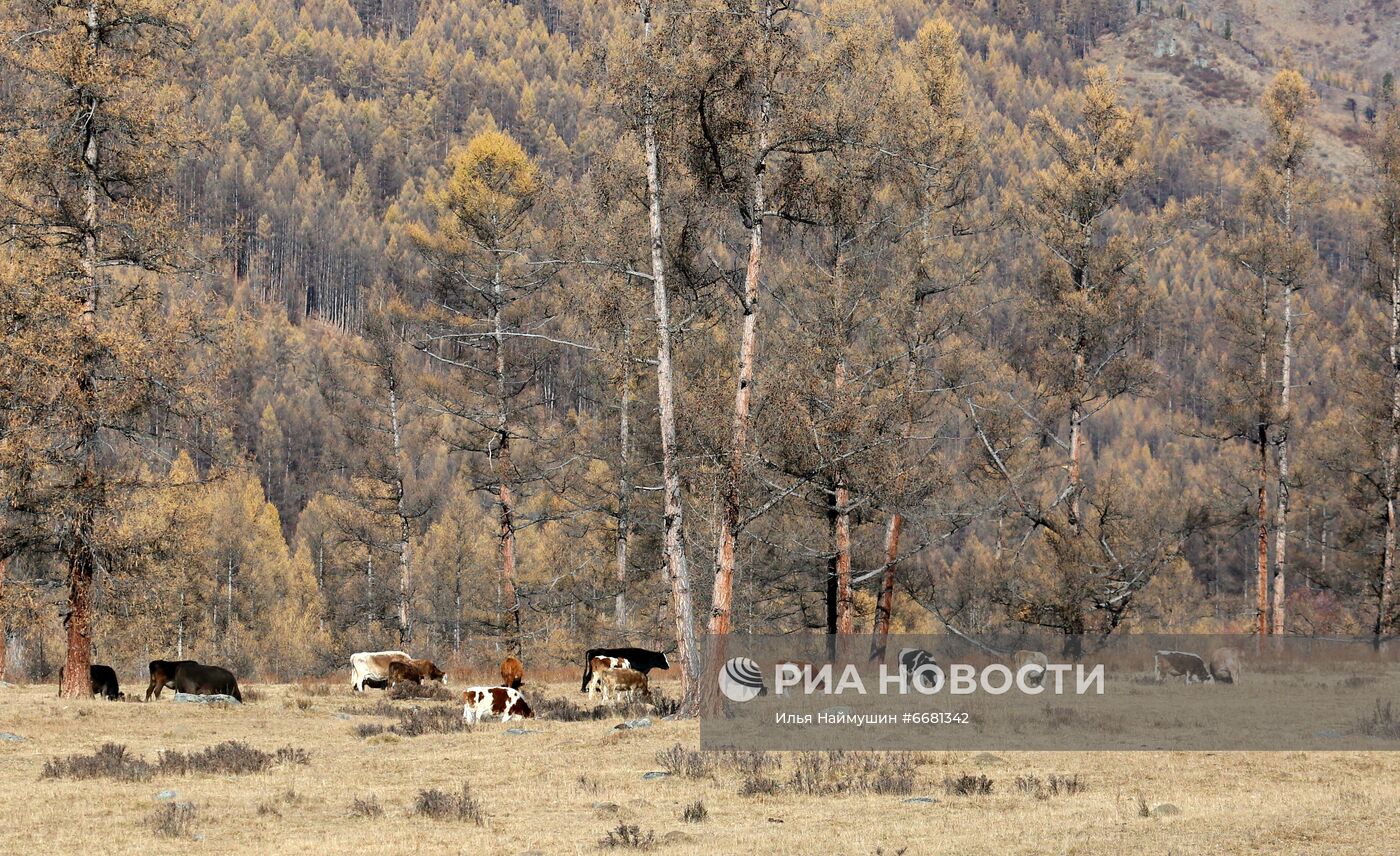 Ландшафты среднегорья на западе Тувы