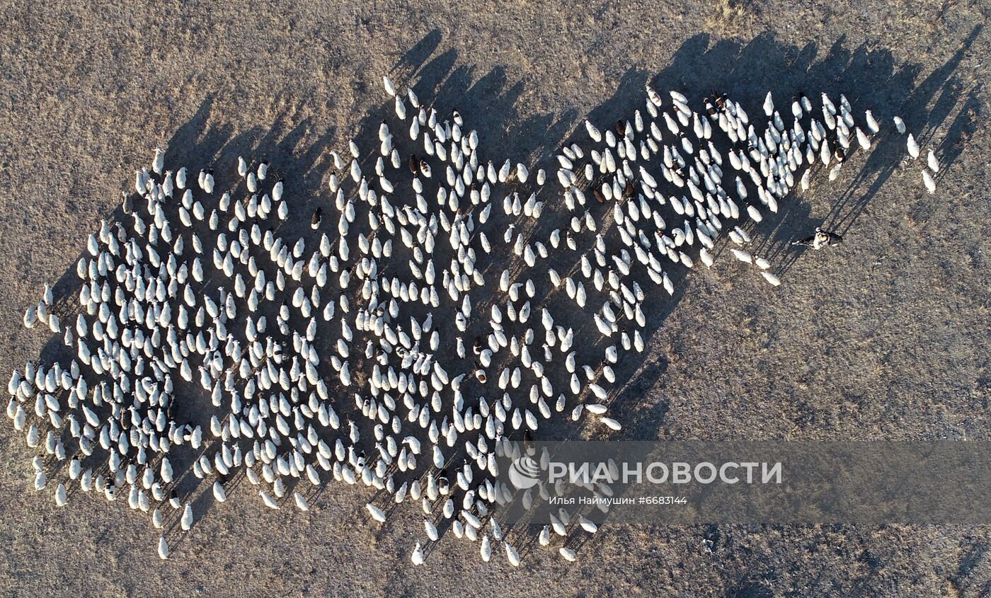 Чабанская стоянка в горах Тывы