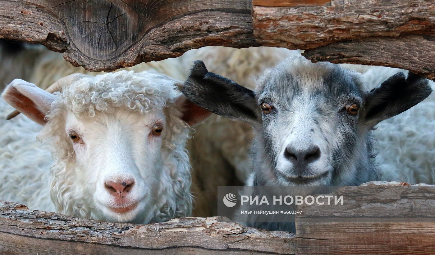 Чабанская стоянка в горах Тывы