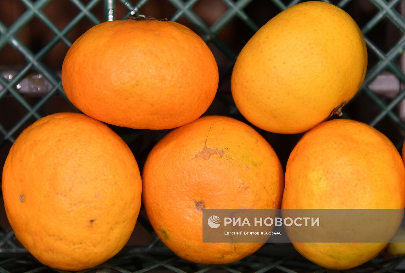 Роспотребнадзор приостановит ввоз мандаринов одного из турецких производителей