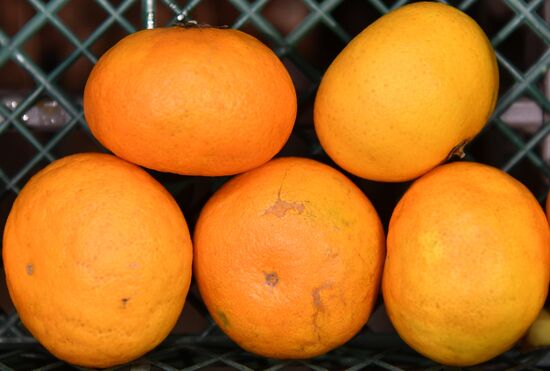 Роспотребнадзор приостановит ввоз мандаринов одного из турецких производителей