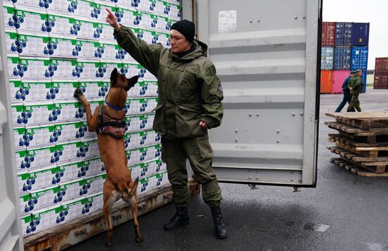 Работа таможни в Морском порту им. Н. Хазова в Калининграде