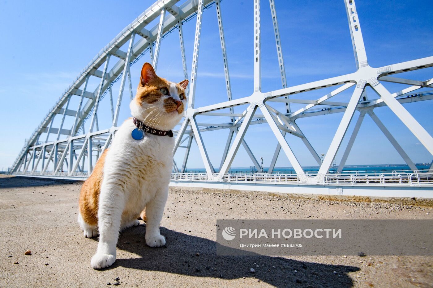 Кот Мостик