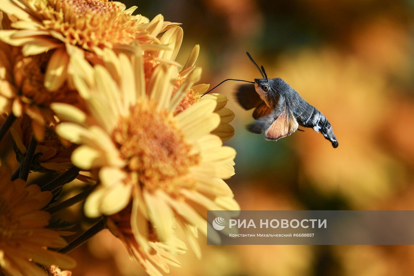 "Бал хризантем" в Никитском ботаническом саду