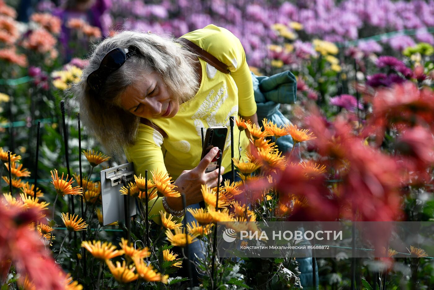 "Бал хризантем" в Никитском ботаническом саду