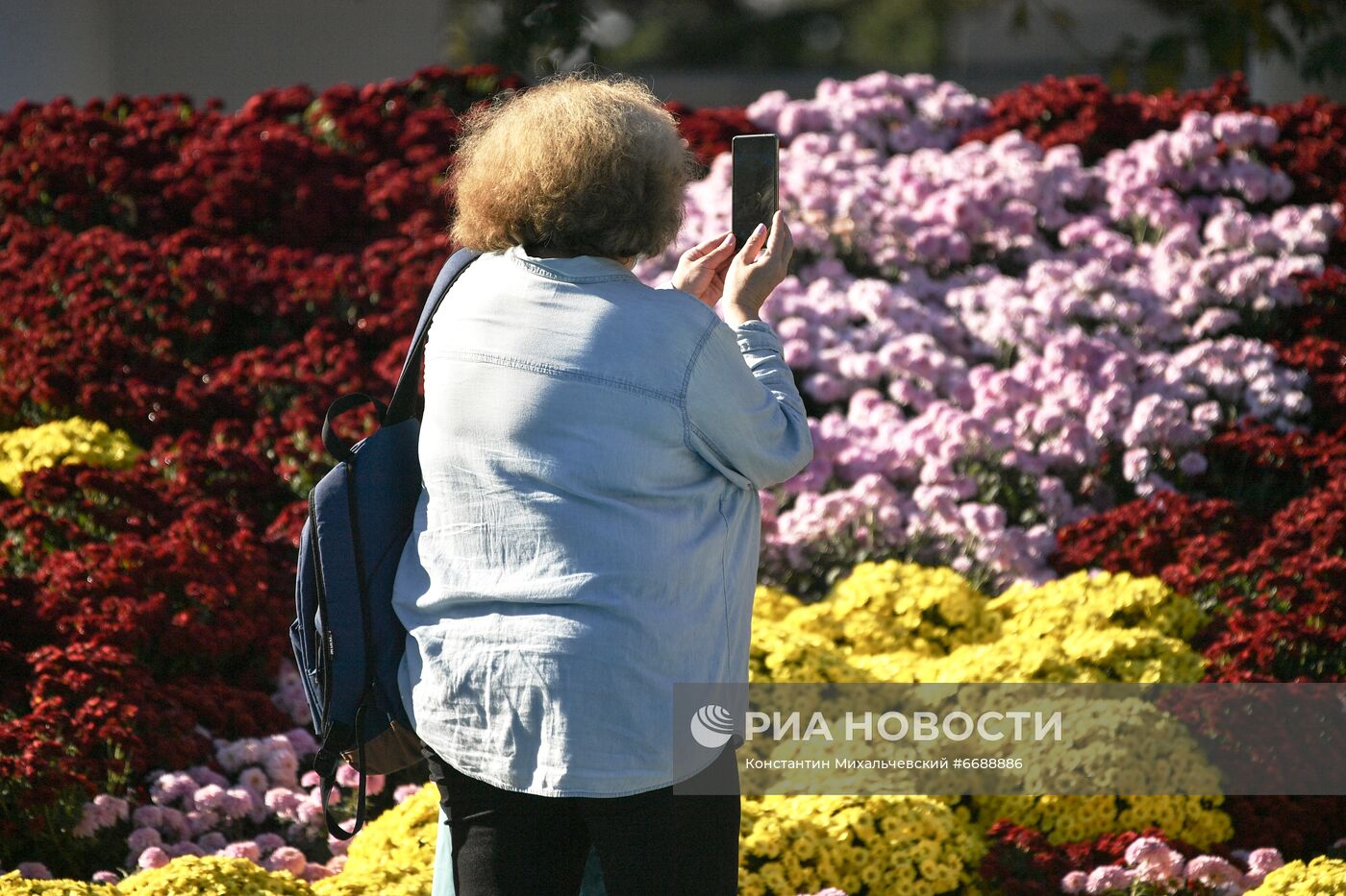 "Бал хризантем" в Никитском ботаническом саду