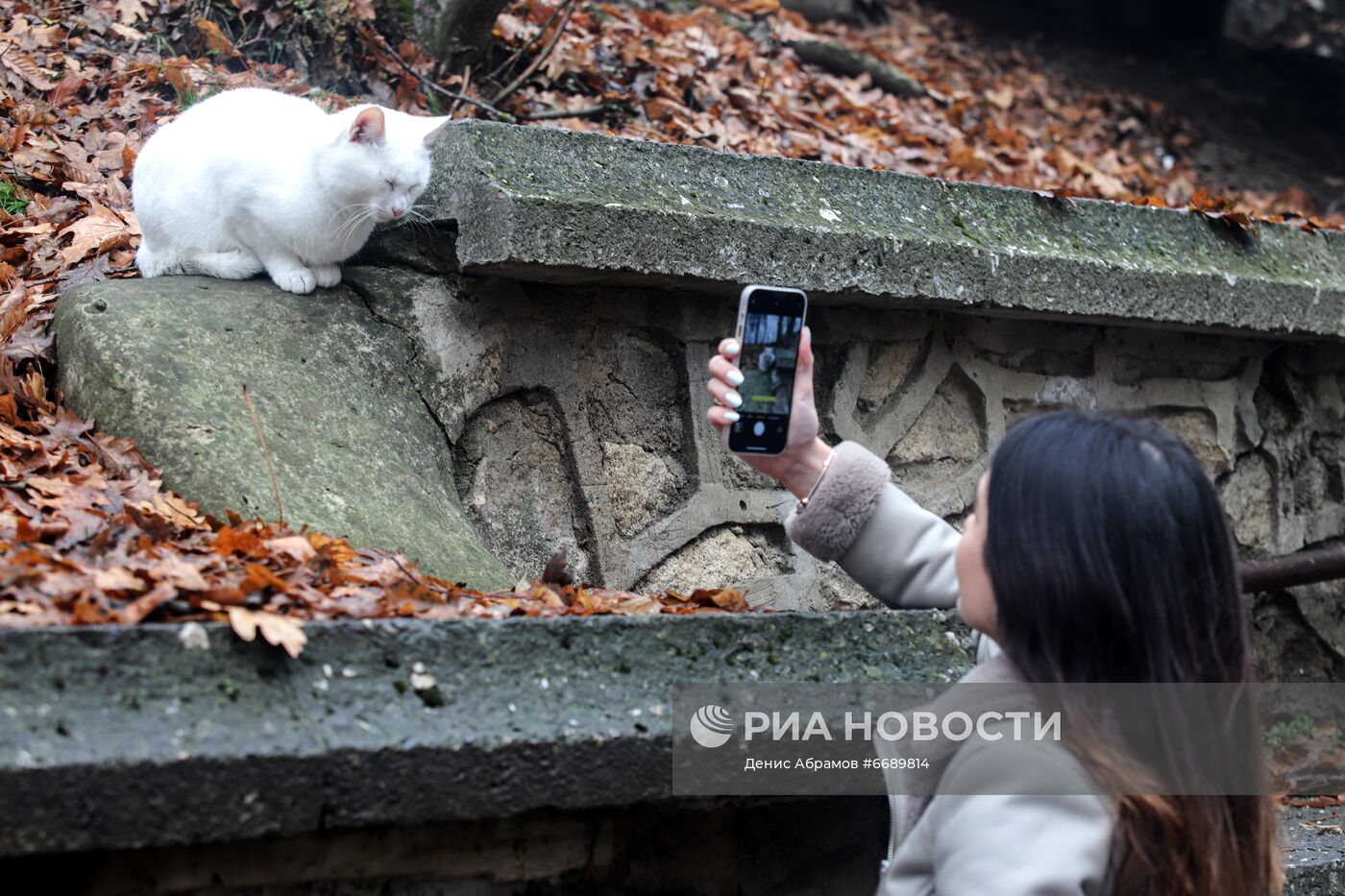 Девушка фотографирует кота