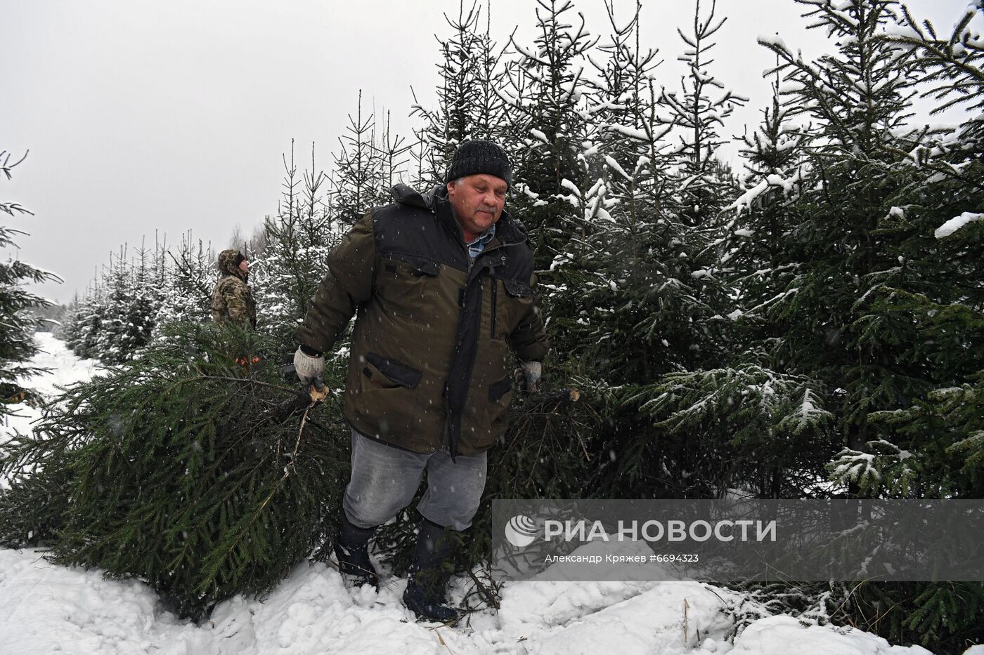 Заготовка новогодних ёлок в Новосибирске