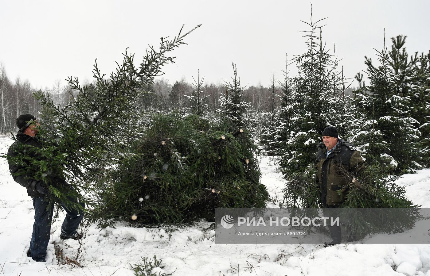 Заготовка новогодних ёлок в Новосибирске