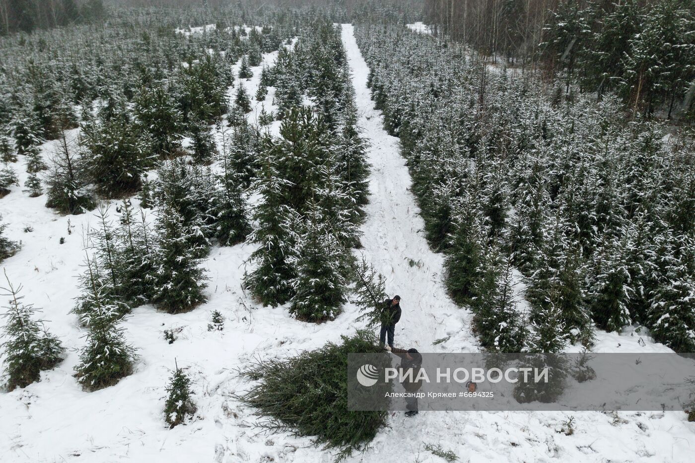 Заготовка новогодних ёлок в Новосибирске