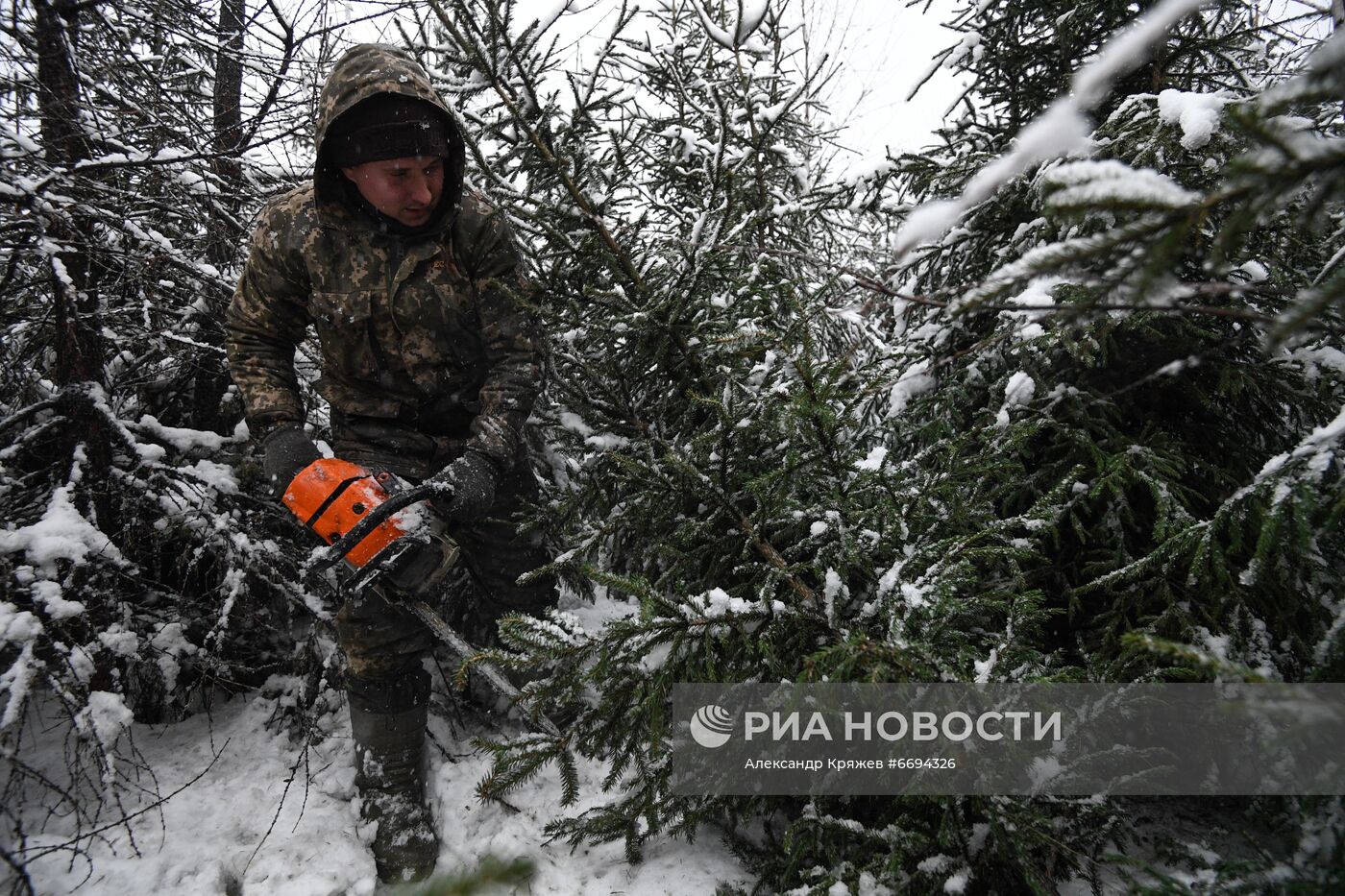 Заготовка новогодних ёлок в Новосибирске