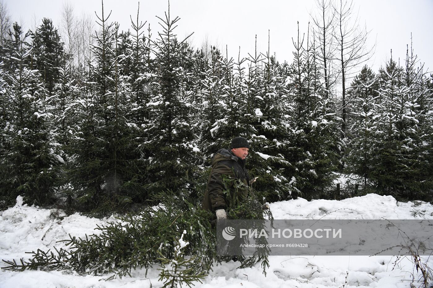 Заготовка новогодних ёлок в Новосибирске
