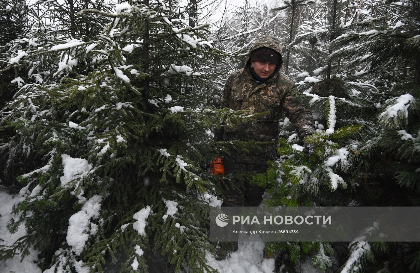 Заготовка новогодних ёлок в Новосибирске