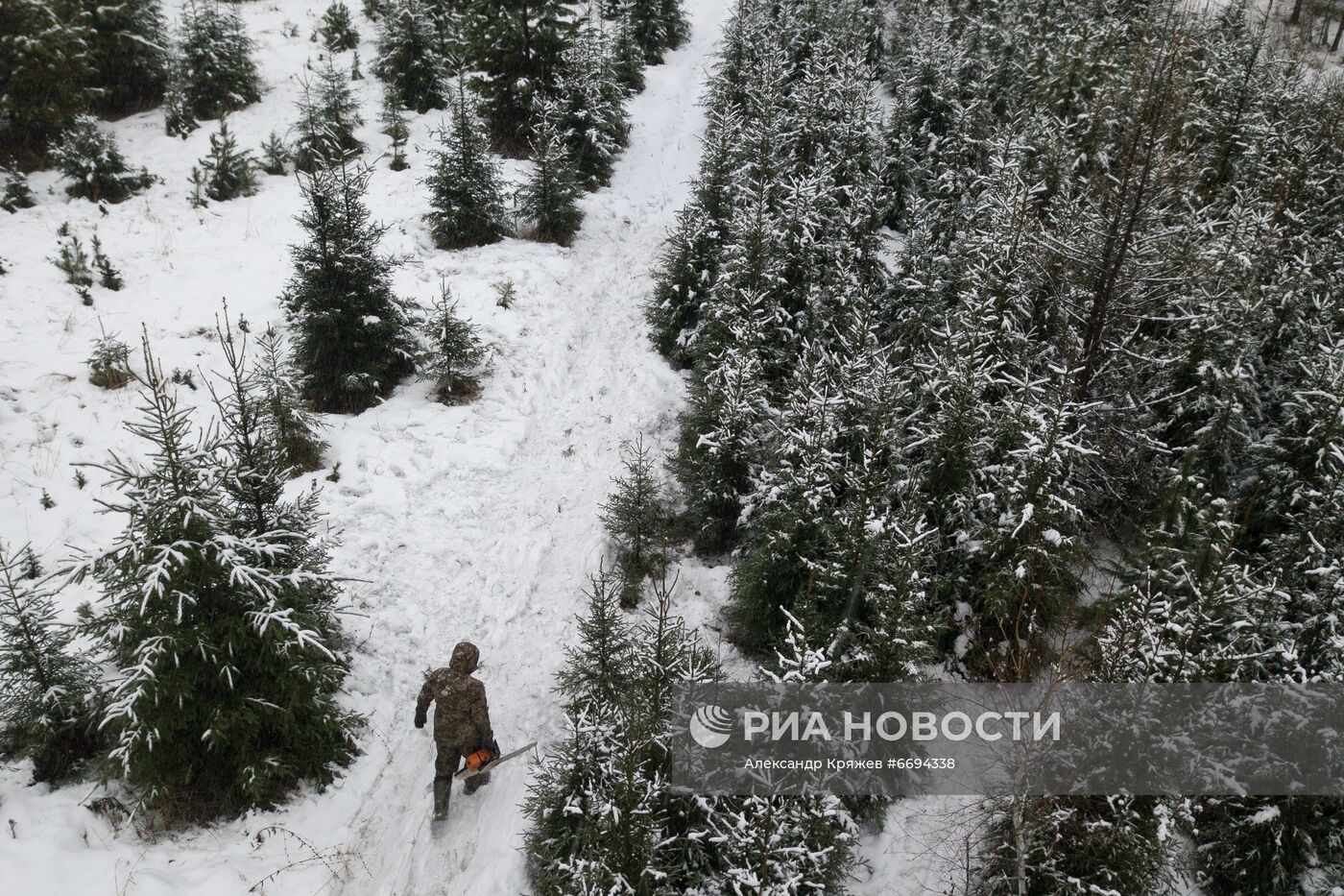 Заготовка новогодних ёлок в Новосибирске