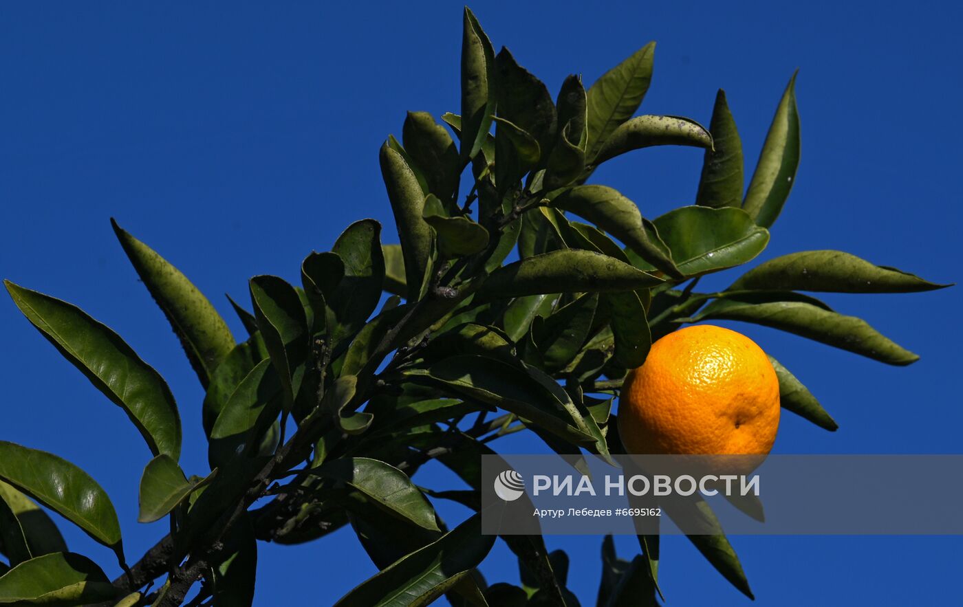 Сбор мандаринов в Сочи