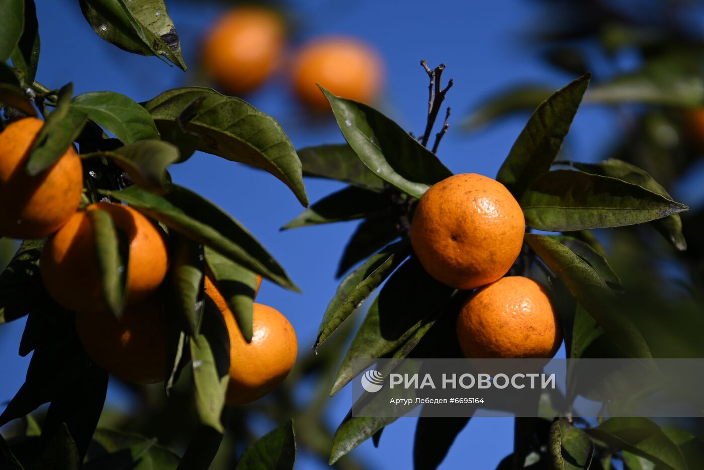 Сбор мандаринов в Сочи