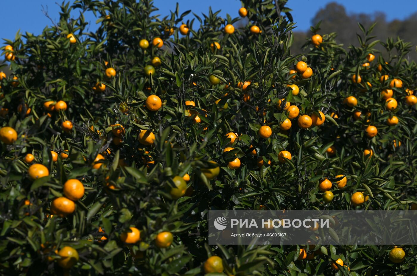 Сбор мандаринов в Сочи