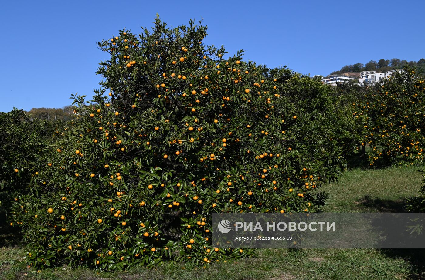 Сбор мандаринов в Сочи